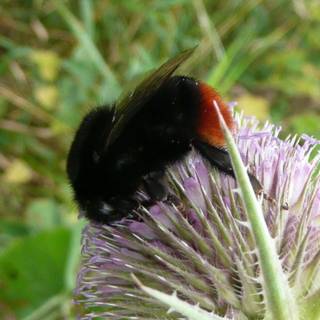 Orange and black bumblebee wallpaper