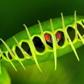 Insectivorous plant wallpaper