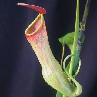 Insectivorous plant wallpaper