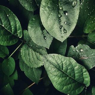 Shawn Christian wallpaper