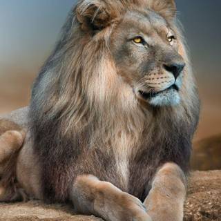 Animal lion wallpaper