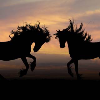 Horse silhouette wallpaper