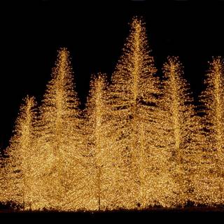 Christmas trees wallpaper