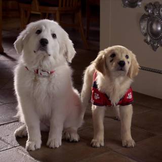 Santa Buddies wallpaper