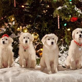 Santa Buddies wallpaper