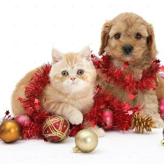 Cat and dog Christmas wallpaper
