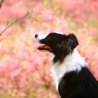 Border Collies wallpaper