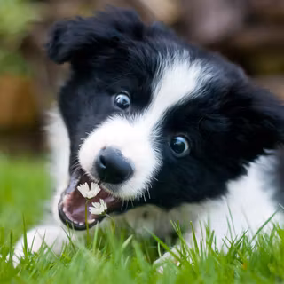 Border Collies wallpaper