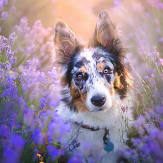 Border Collies wallpaper