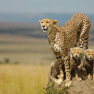 Cheetah cubs wallpaper