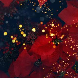 Christmas poinsettias wallpaper