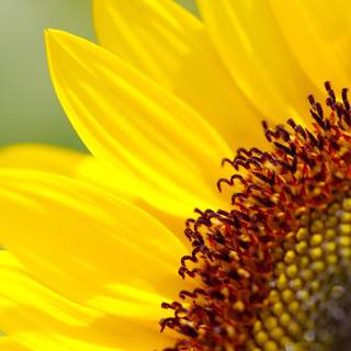 Helianthus annuus wallpaper