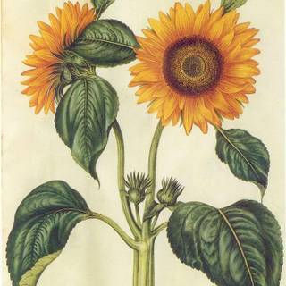 Helianthus annuus wallpaper