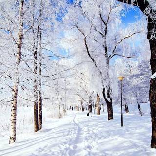 Winter snow HD wallpaper