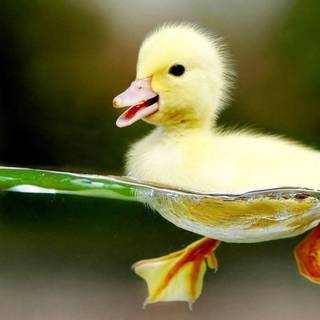 Baby ducks wallpaper