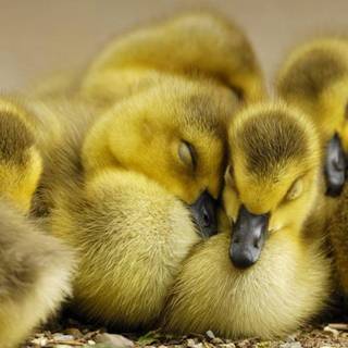 Baby ducks wallpaper