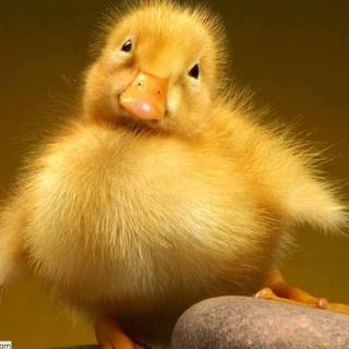 Baby ducks wallpaper