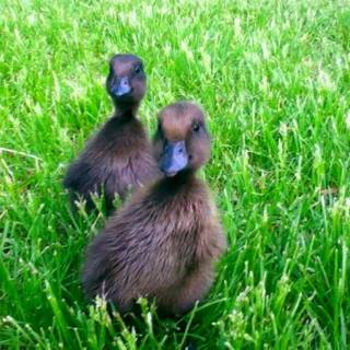 Baby ducks wallpaper