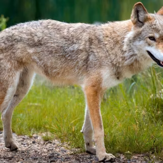 Czechoslovakian Wolfdog wallpaper