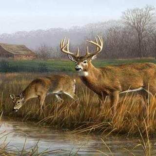 Deers wallpaper