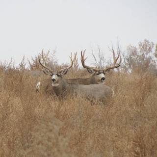 Blacktail deer wallpaper