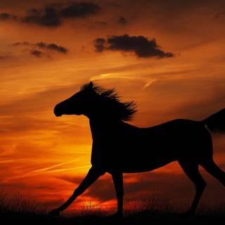 Horses at sunset wallpaper