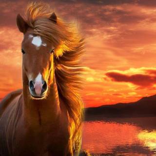 Horses at sunset wallpaper