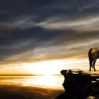 Horses at sunset wallpaper