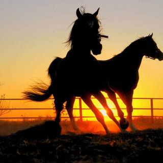 Horses at sunset wallpaper