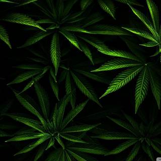 Chronic leaf wallpaper