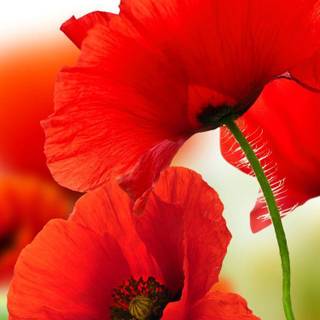 Poppy flowers wallpaper