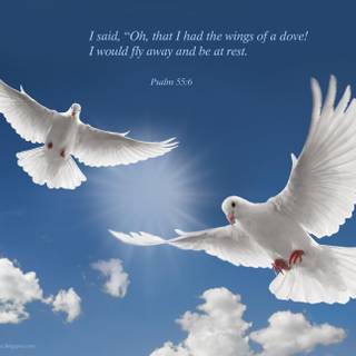 Dove with heart wallpaper