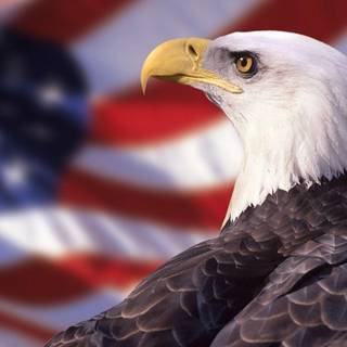The American Eagle wallpaper