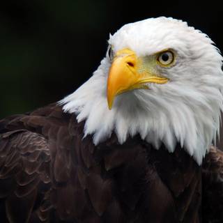 The American Eagle wallpaper