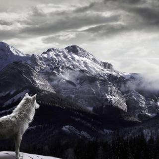 Alpha wolf wallpaper