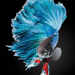 Best cool unique wallpaper