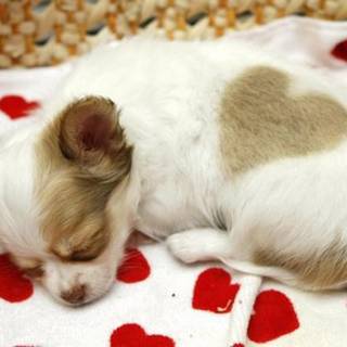 Puppy Valentine's Day wallpaper