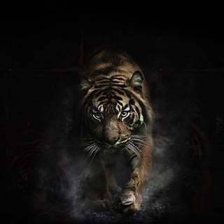 Animal quotes wallpaper