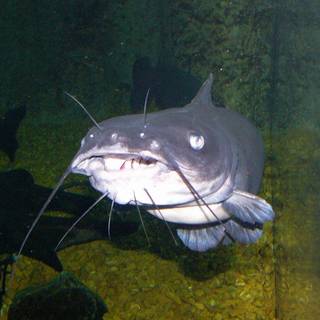 Cat fish wallpaper