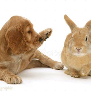 Puppy and rabbit wallpaper