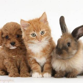 Puppy and rabbit wallpaper