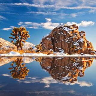 Joshua Tree wallpaper