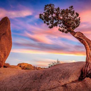 Joshua Tree wallpaper