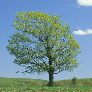 Windows Longhorn wallpaper