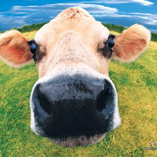 Cow farm wallpaper