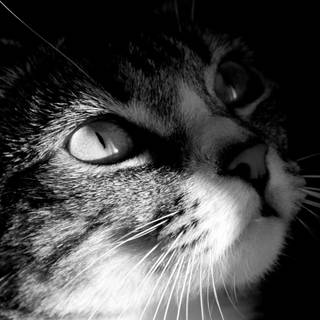 Cat dragons wallpaper