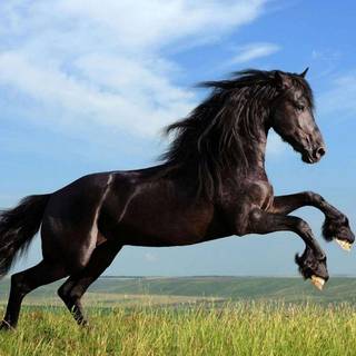 Horses rearing wallpaper