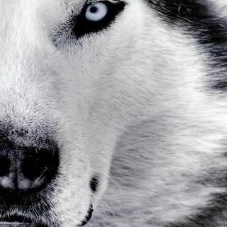 Snow wolf wallpaper