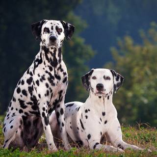 Dalmatians wallpaper