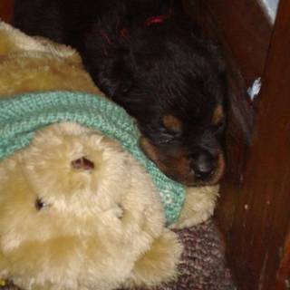 Puppy with a teddy bear wallpaper